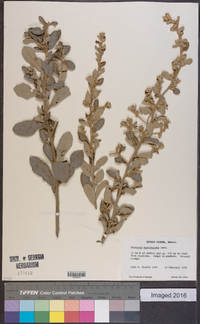 Vernonia mucronulata image