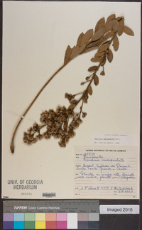 Vernonia mucronulata image