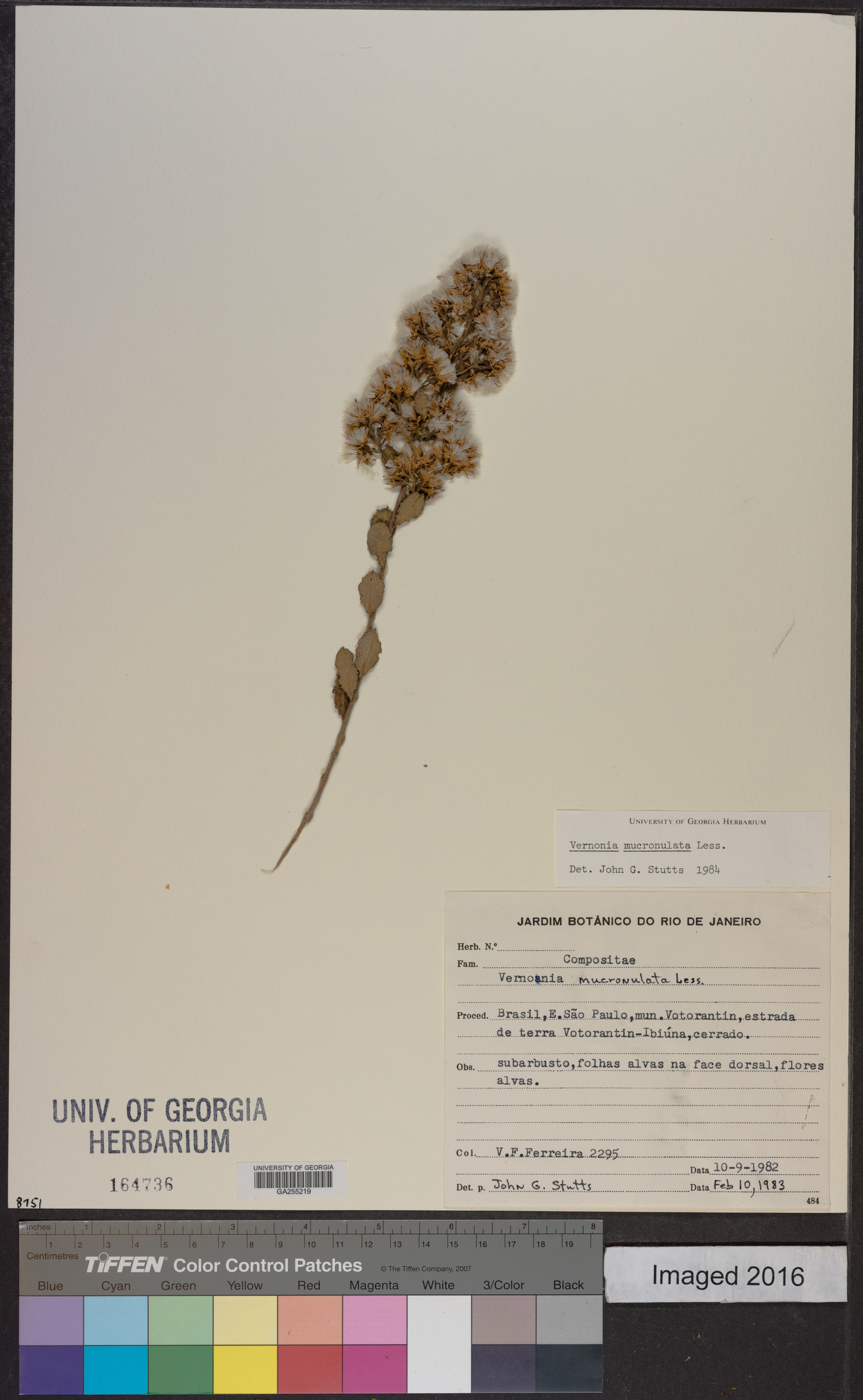 Vernonia mucronulata image