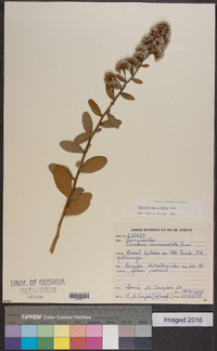 Vernonia mucronulata image