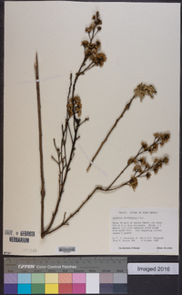 Vernonia mucronulata image