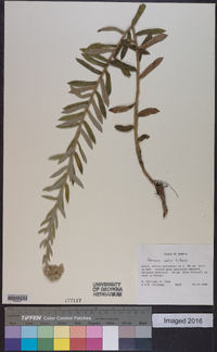 Image of Vernoniastrum nestor