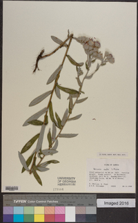Vernoniastrum nestor image