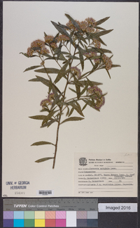 Vernonia nitidula image