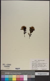 Vernonia nitidula image