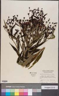 Vernonia noveboracensis image