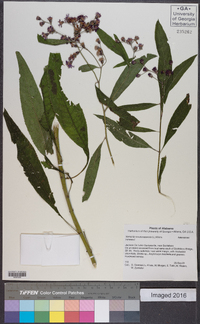 Vernonia noveboracensis image