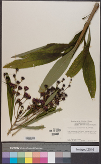 Vernonia noveboracensis image