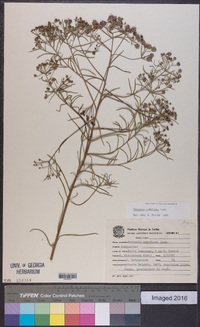 Vernonanthura nudiflora image