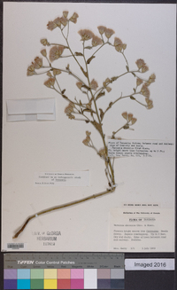 Linzia glabra image