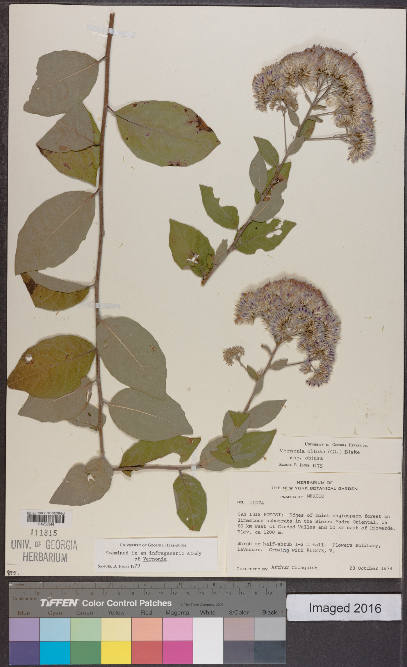 Vernonia obtusa image