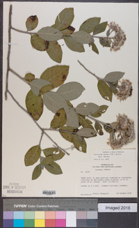 Vernonia obtusa image