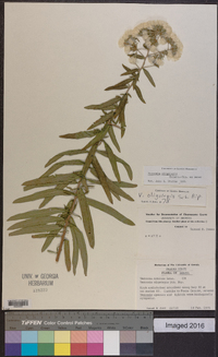 Vernonanthura oligolepis image