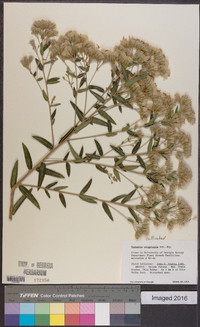 Vernonanthura oligolepis image