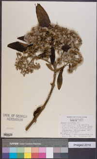 Critoniopsis stellata image