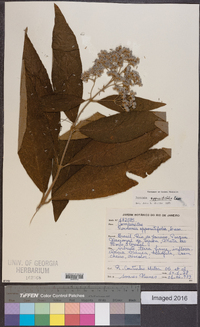 Critoniopsis stellata image