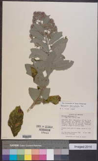 Image of Vernonia paniculata