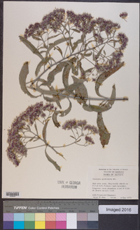 Vernonia paniculata image