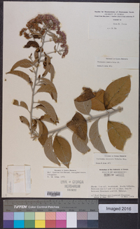 Vernonia paniculata image