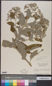 Vernonia paniculata image