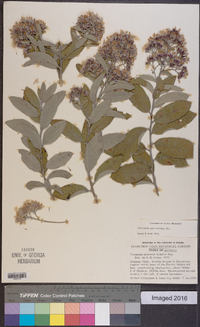 Vernonia paniculata image