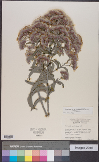 Vernonia paniculata image