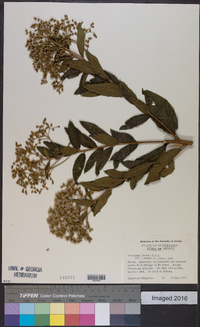 Vernonia patens image