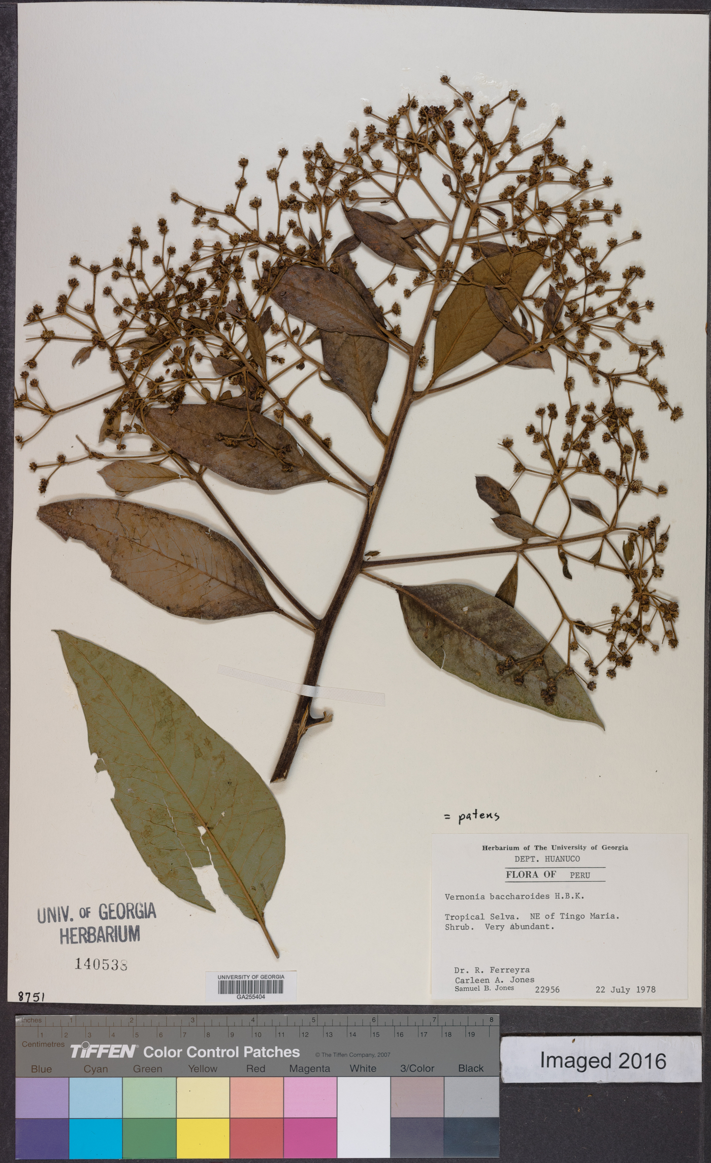 Vernonia patens image