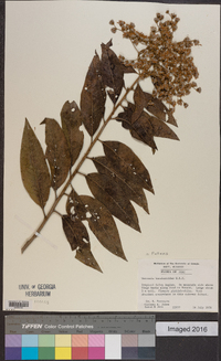 Vernonia patens image