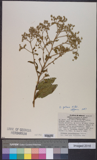 Vernonia patens image