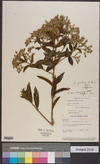 Vernonia patens image