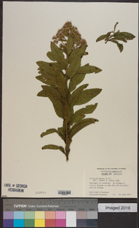 Vernonia patens image