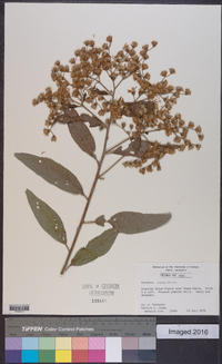 Vernonia patens image