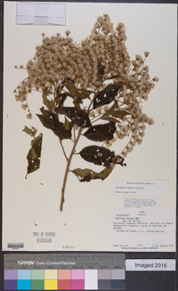 Vernonia patens image