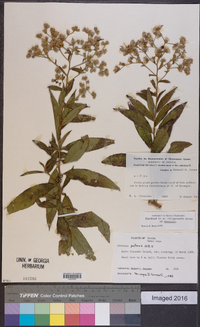 Vernonia patens image