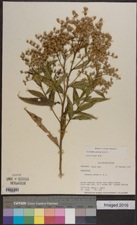 Vernonia patens image