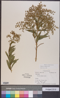 Vernonia patens image