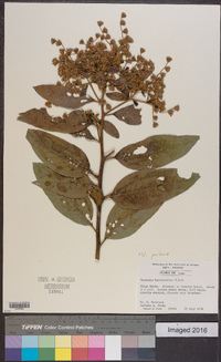 Vernonia patens image