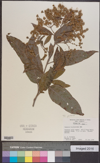 Vernonia patens image