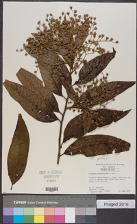 Vernonia patens image