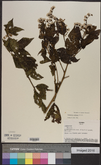 Vernonia patens image