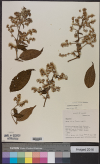 Vernonia patens image