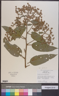 Vernonia patens image