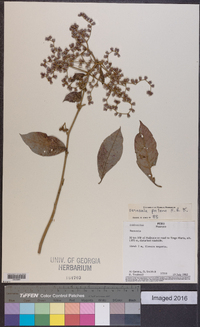 Vernonia patens image