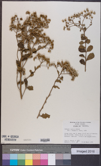 Vernonia patens image