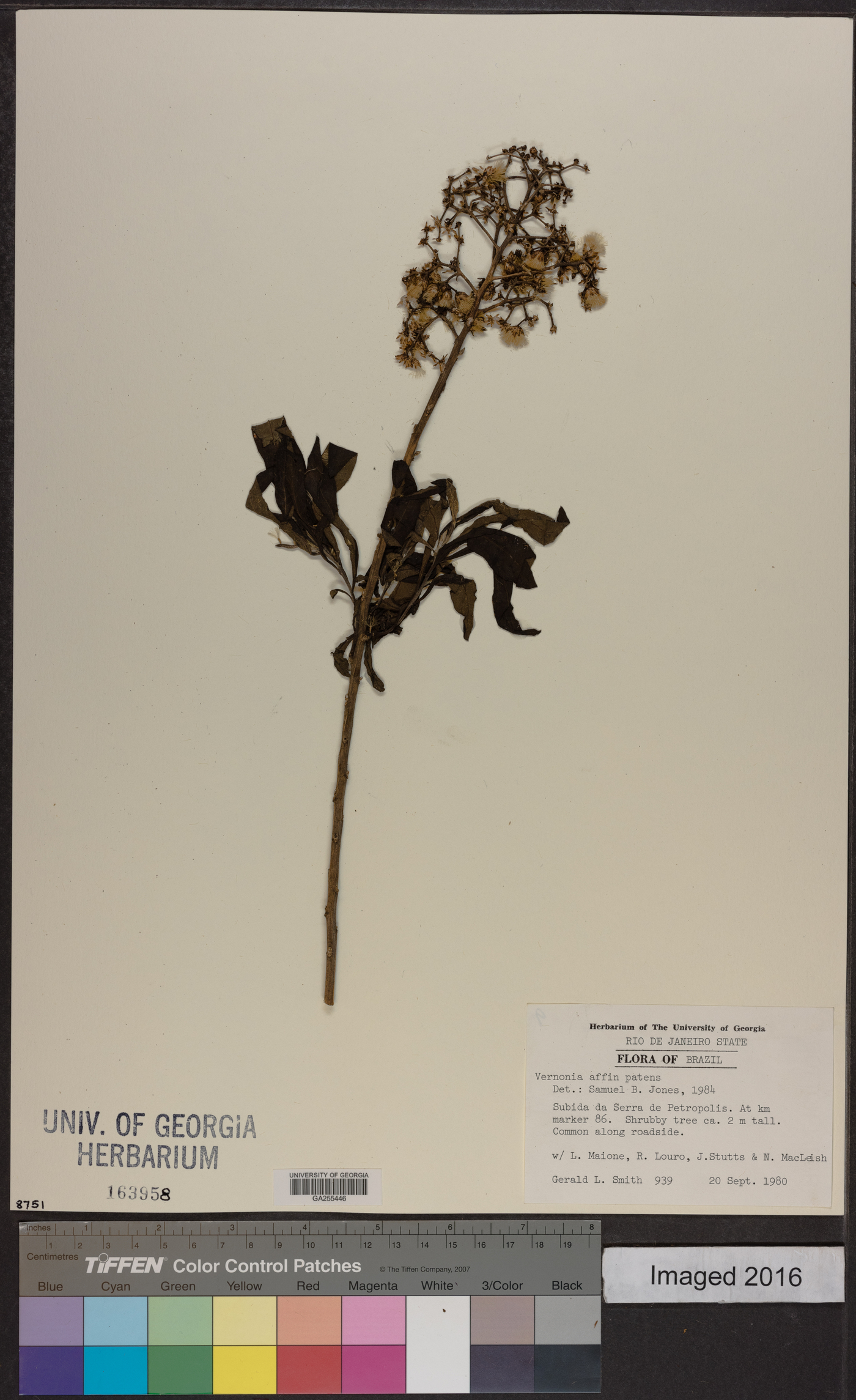 Vernonia patens image