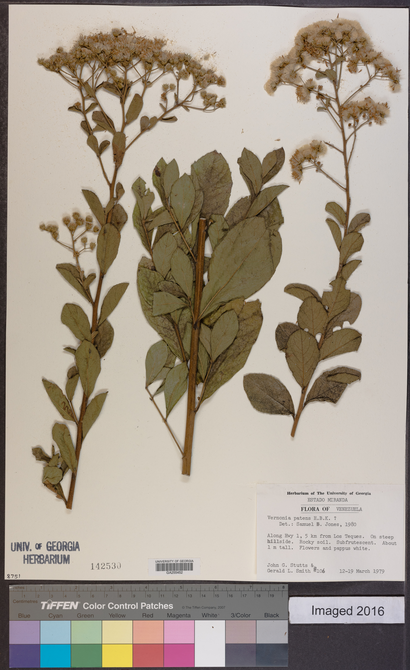 Vernonia patens image