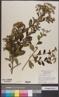 Vernonia patens image