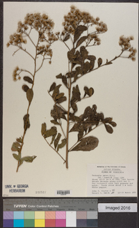 Vernonia patens image