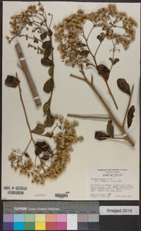Vernonia patens image